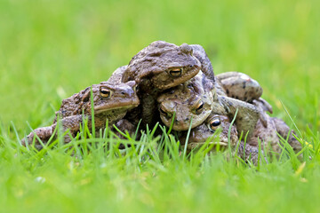 Bufo frogs on green grass