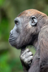 A Young Western Lowland Gorilla