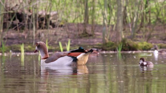 Egyptian goose family with little fledglings and father duck and mother goose show guarded exploration of young biddies on a lake with parental care and parental protection with brothers and sisters