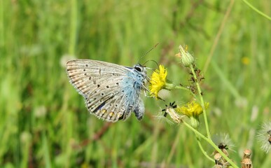 Beautiful polyommatus butterfly on yellow flower in the meadow, closeup