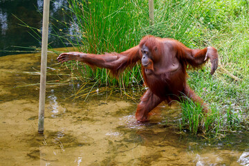 portrait of red orangutan in the swamp © Edwin Butter