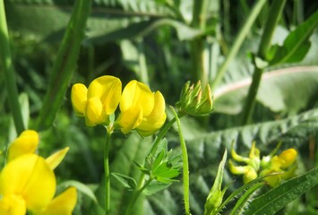 Beautiful yellow lotus corniculatus flowers in the garden on natural green leaves background
