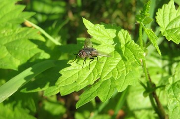 Fototapeta premium Fly insect on green leaf in the garden, closeup