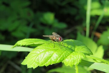 Housefly on a green leaves background in the garden