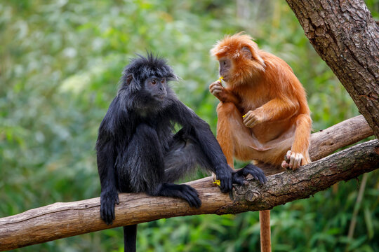 two cute baby monkeys Trachypithecus auratus sitting on tree on a sunny summer day