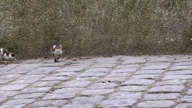 Egyptian goose family with little fledglings and father duck and mother goose show guarded exploration of young biddies in a park with parental care and parental protection with brothers and sisters
