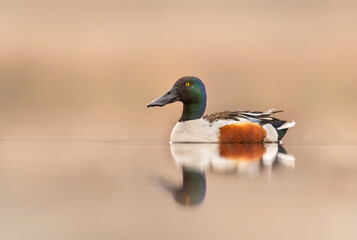 Northern shoveler bird ( Spatula clypeata )