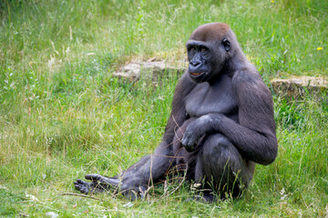 Western lowland gorilla in the forest.