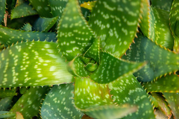 Cactus Leaf Pattern, Aloe green background, Croatia
