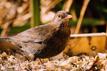 sparrow on the ground Scotland wildlife