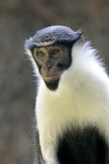 Obraz premium The Diana monkey (Cercopithecus diana)