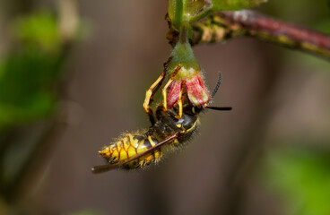 Pollination: Yellowjacket on the tiny flower of a Green Gooseberry