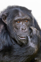 Male chimpanzee (Pan troglodytes) leader