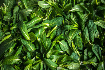 Green, fresh mint leaves. Spice. Closeup.