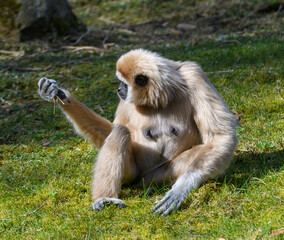 Female Lar Gibbon