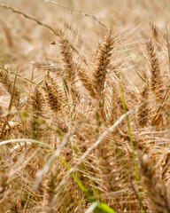 Fototapeta premium a golden wheat field in a summer day