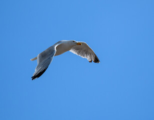 Fototapeta na wymiar Hering Gull in flight