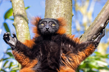 red ruffed lemur (Varecia rubra)