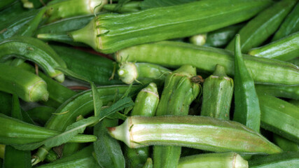 Lady's fingers is an alternative English name for okra, the mucilaginous seed pods of a plant of the hollyhock family.