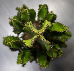 Top view of a large-horned spurge in a pot