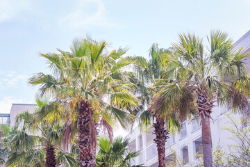 Sabal Palm Trees in the Sun