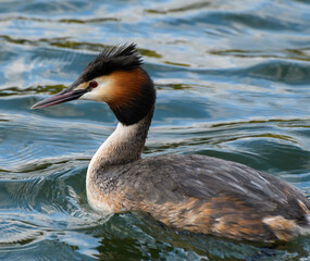 Great crested Grebe