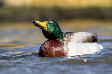 Obraz premium Male mallard duck (Anas platyrhynchos)