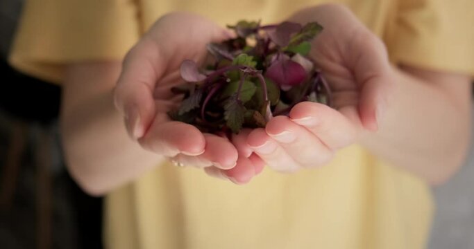 Healthy eating concept - organic baby beatroot microgreens close up in woman hands, 4K footage.