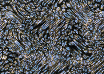 animal skin pattern