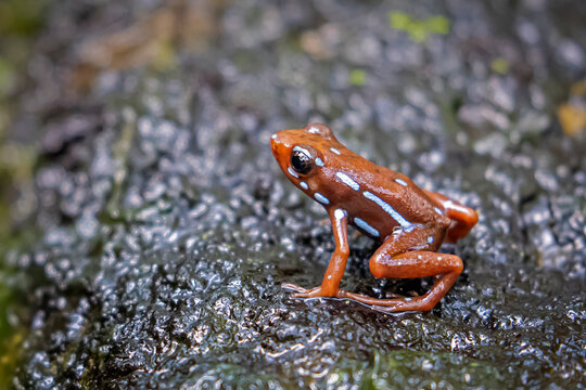 phantasmal poison-arrow frog (Epipedobates tricolor)