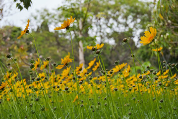flower field, yellow tickseed plant with long stems