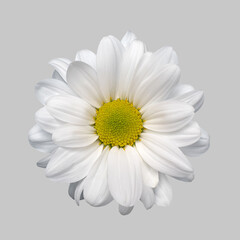 Isolated flower white aster chrysanthemum daisy gerbera on grey background close-up high quality.