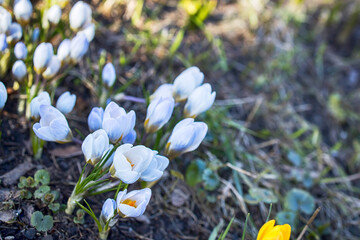 White crocuses are the first spring flowers.