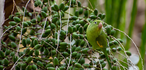 Maritaca bird from Brazil, beautiful bird in Brazil feeding on coconut, selective focus.