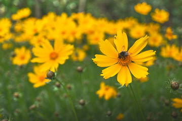 bee perched  on yellow wildflower,  tickseed plant on garden