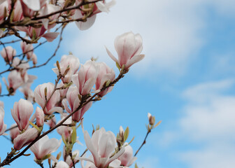 white and pink  magnolia flowers on the brunch against blue sky in sunny spring day