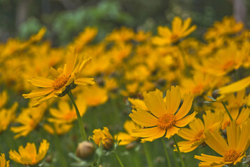  yellow tickseed flower field, coreopsis pubescens garden  plant