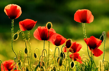 Obraz premium Poppies flowers on a meadow