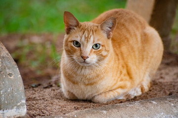 Cat, beautiful stray cat in Brazil looking at the photographer suspiciously, selective focus.