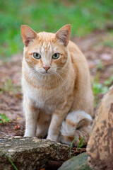 Cat, beautiful stray cat in Brazil looking at the photographer suspiciously, selective focus.