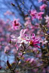 Fototapeta na wymiar White and pink flower of a star magnolia (magnolia stellata) tree in spring