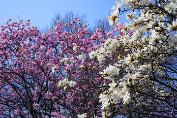 White and pink flower of a star magnolia (magnolia stellata) tree in spring