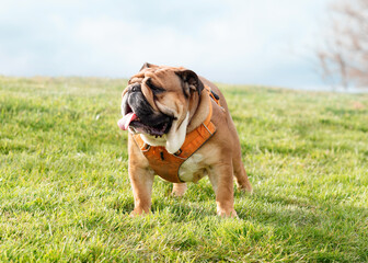 English Bulldogs walking on green grass in the sunny soring day
