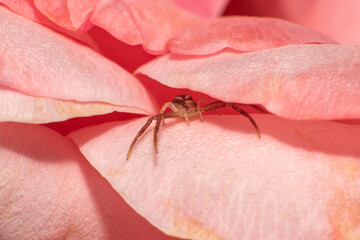 Macro world, beautiful insect seen in detail through macrophotography, selective focus.