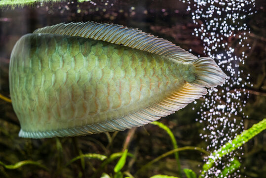 rare exotic huge arowana fish in the aquarium