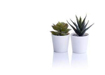 two cactus in a pot on white background