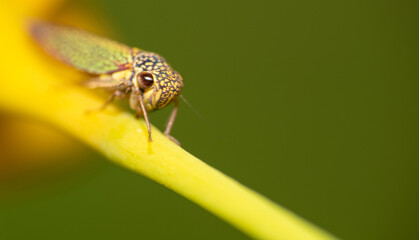 Macro world, beautiful insect seen in detail through macrophotography, selective focus.