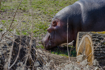 an adult hippopotamus grazes on the lawn in the zoo on a sunny day