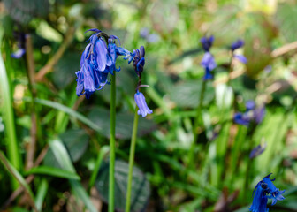 bluebells flowers on meadow in the forest  on sunny day