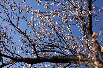 White cherry blossoms with a clear blue sky.